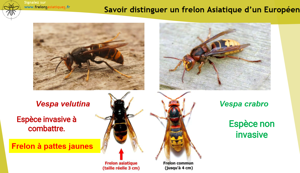 Distinction frelon asiatique europée.png