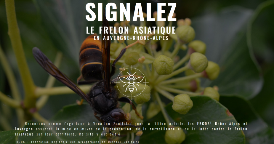 Frelon asiatique.png