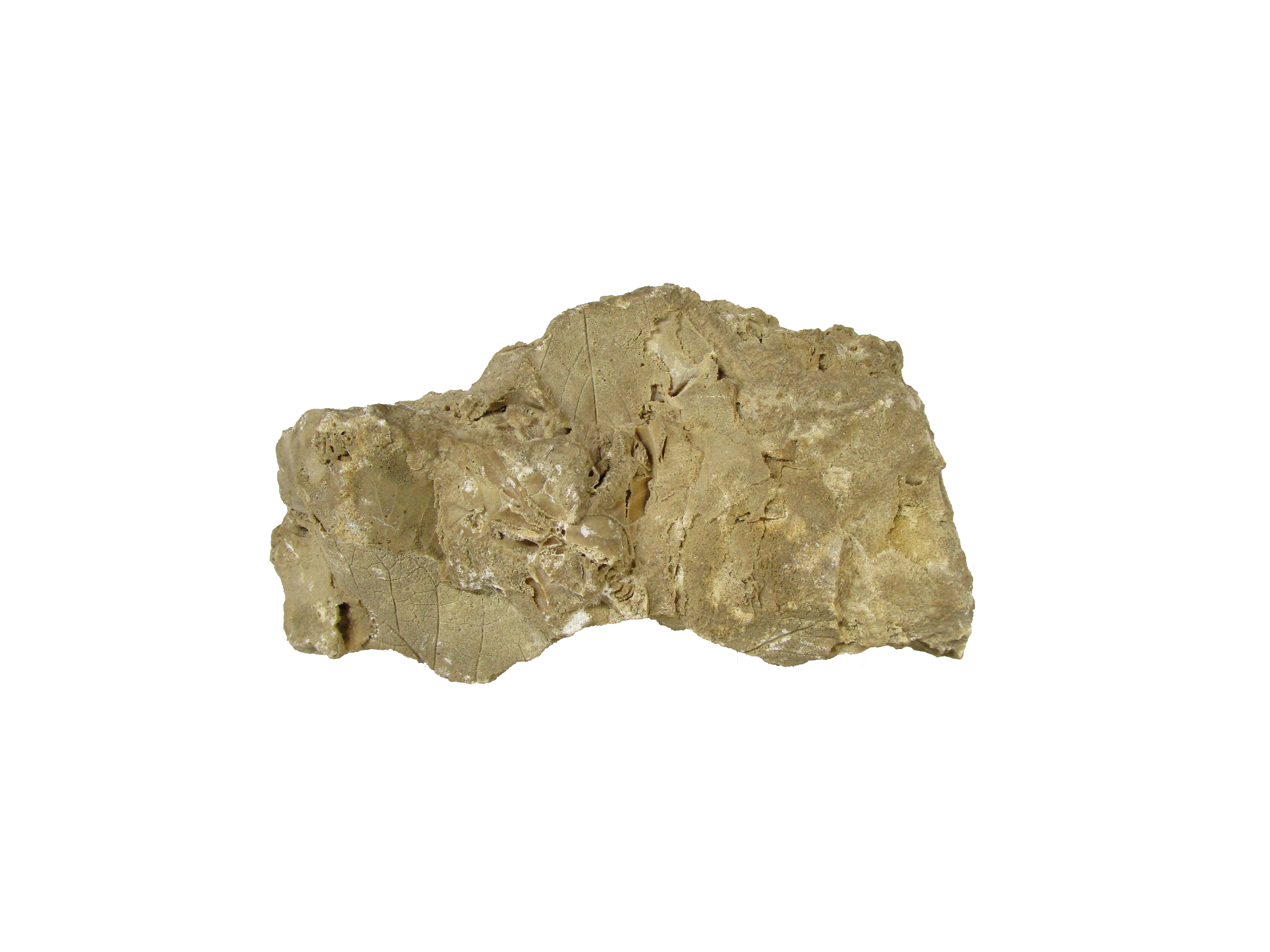 11 fragment de tuf avec empreintes végétales fossilisées paléolithique inférieur Vernou La Celle 77 crédit Musée de Préhistoire IDF Nemours.png