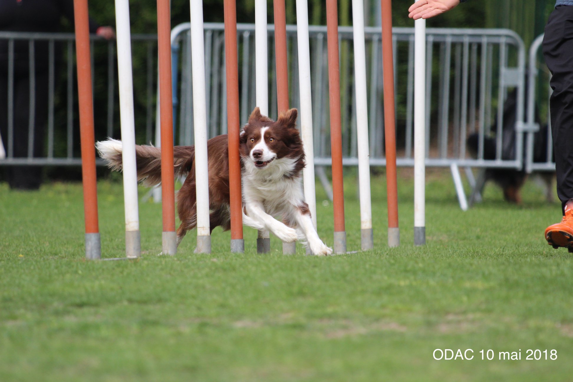 agility club canin-2.jpg