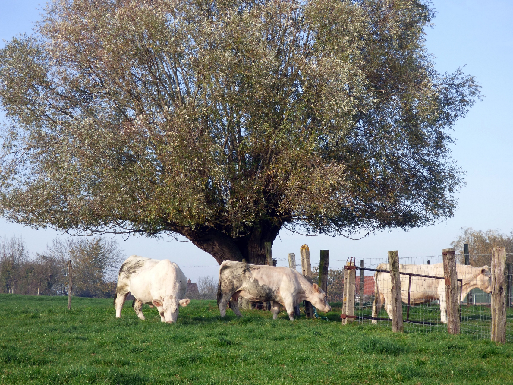 pré vaches rue roquetoire 3 .jpg
