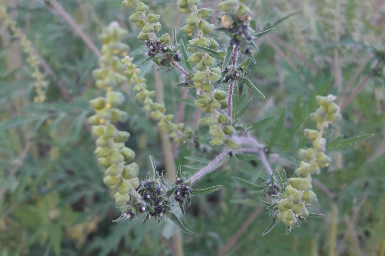2016_09_fleurs_dambroisie_1280.jpg