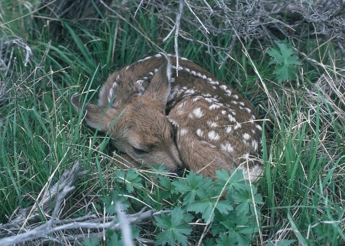 photo animal sauvage.jpg