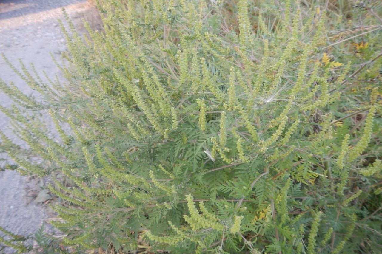 2016_09_bosquet_dambroisie_1280.jpg