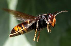 FRELON ASIATIQUE.jpg
