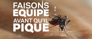 Image moustique tigre.png