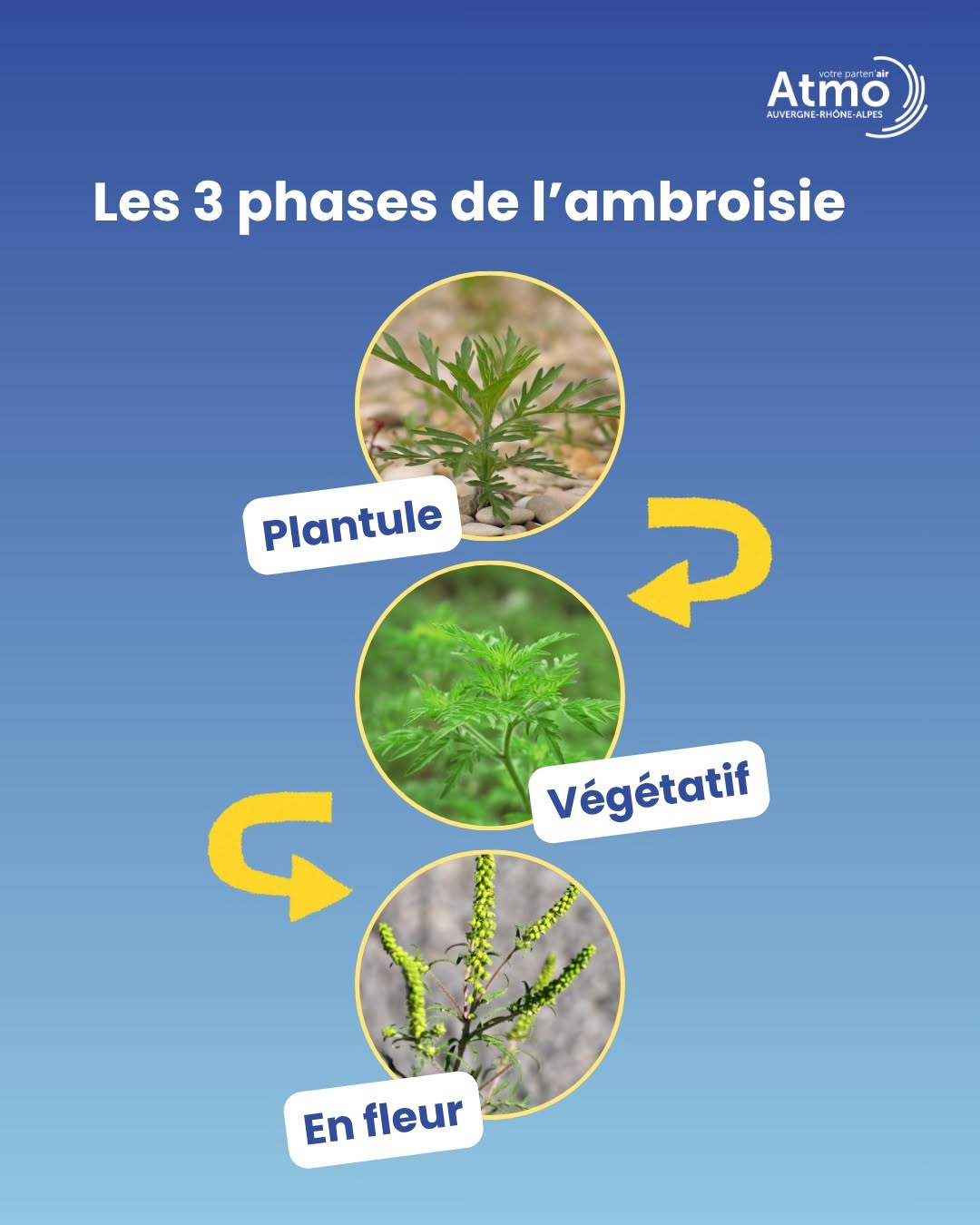 ambroisie4.jpg
