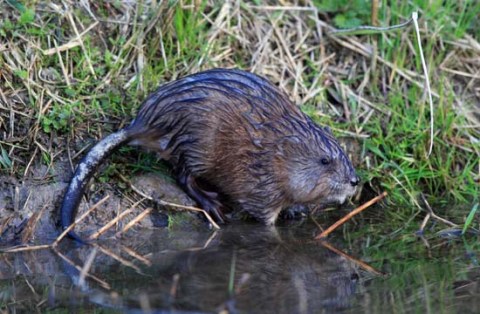 rat-musqué-010.jpg