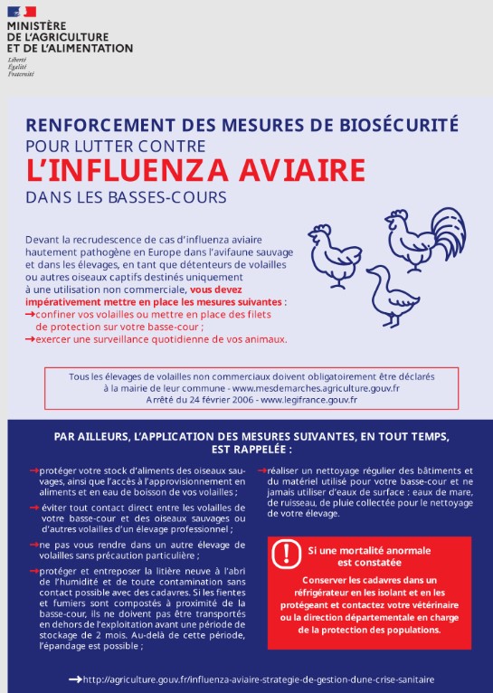 Influenza aviaire.jpg