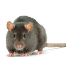 RATS.jpg