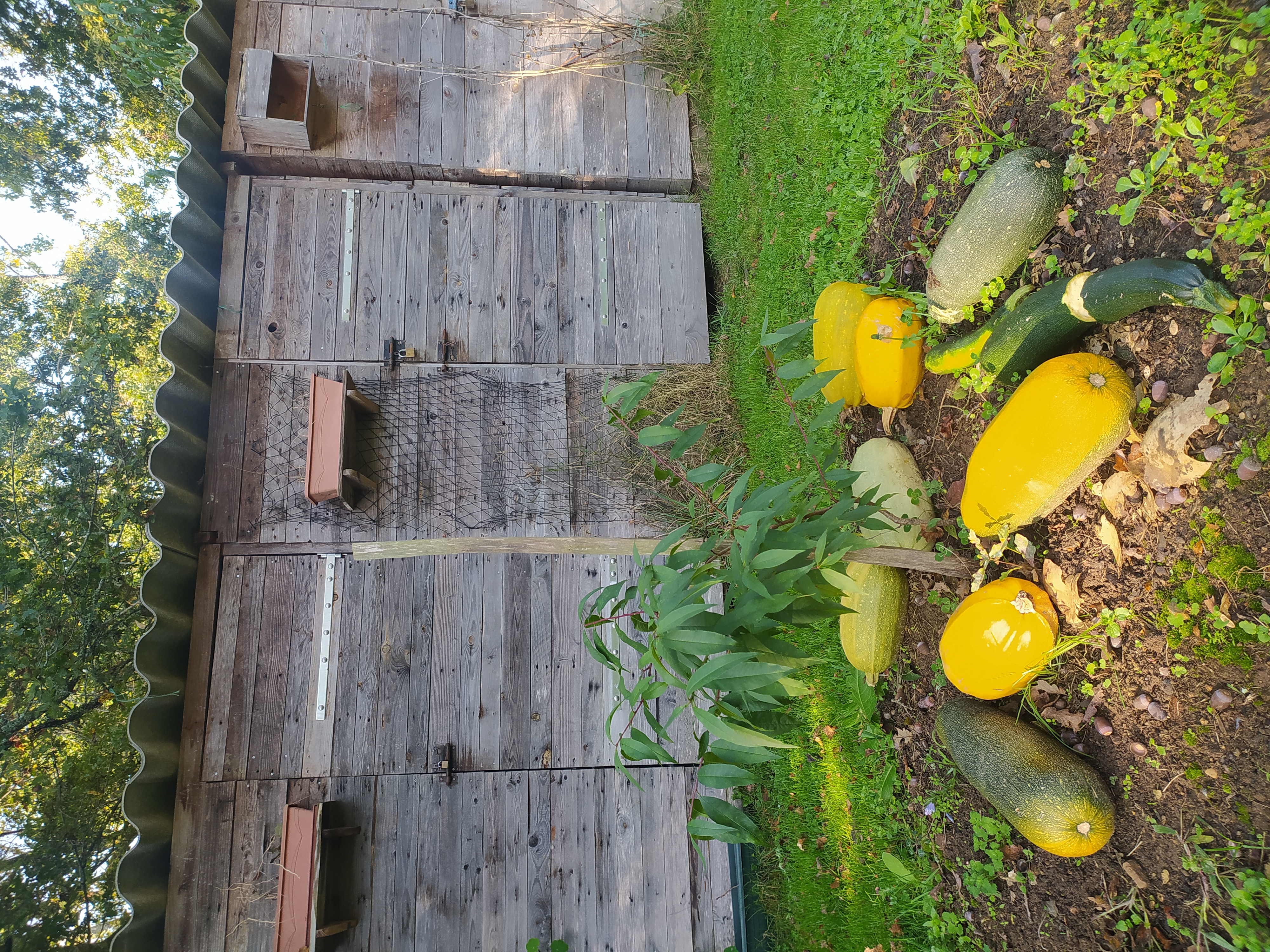 jardin courge.jpg