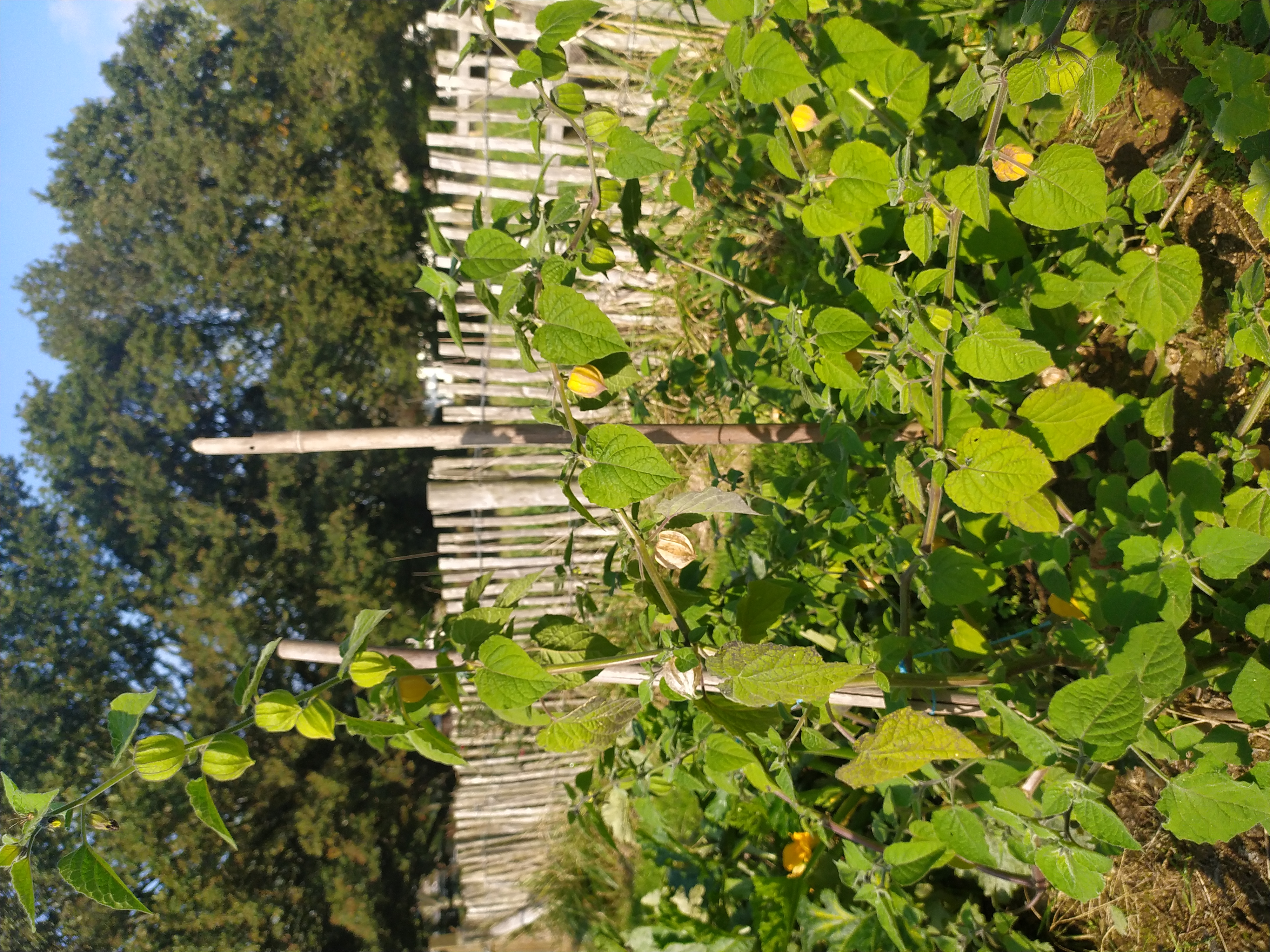 jardin physalys.jpg