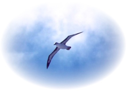 Logo - L’Albatros.jpg