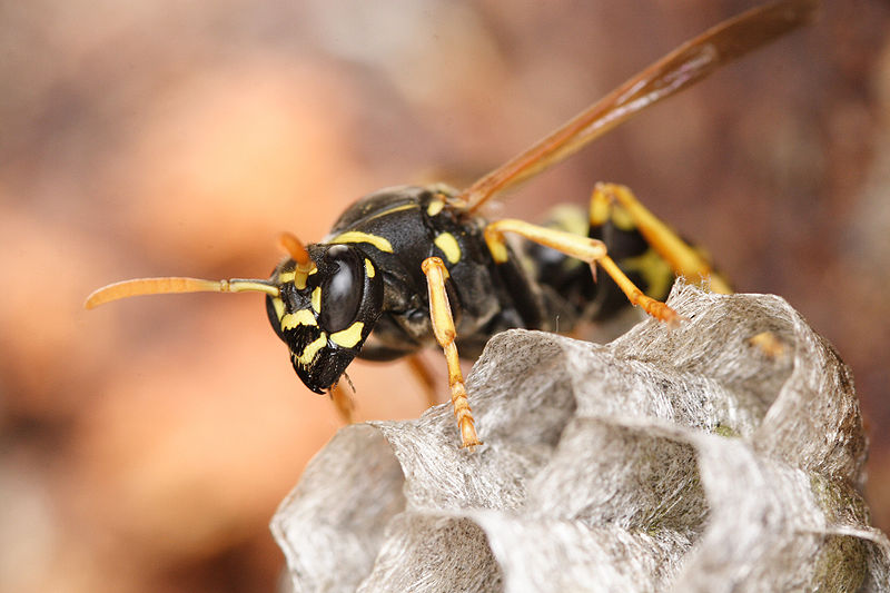 guêpe.jpg