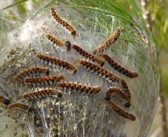 Chenilles processionnaires 2.jpeg