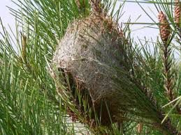 Chenilles Processionnaires.jpg