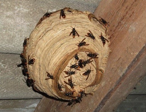 Nid Frelons asiatiques.jpg