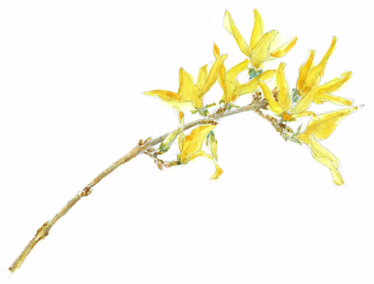 Forsythia_sp-edited-1536x1168.jpg