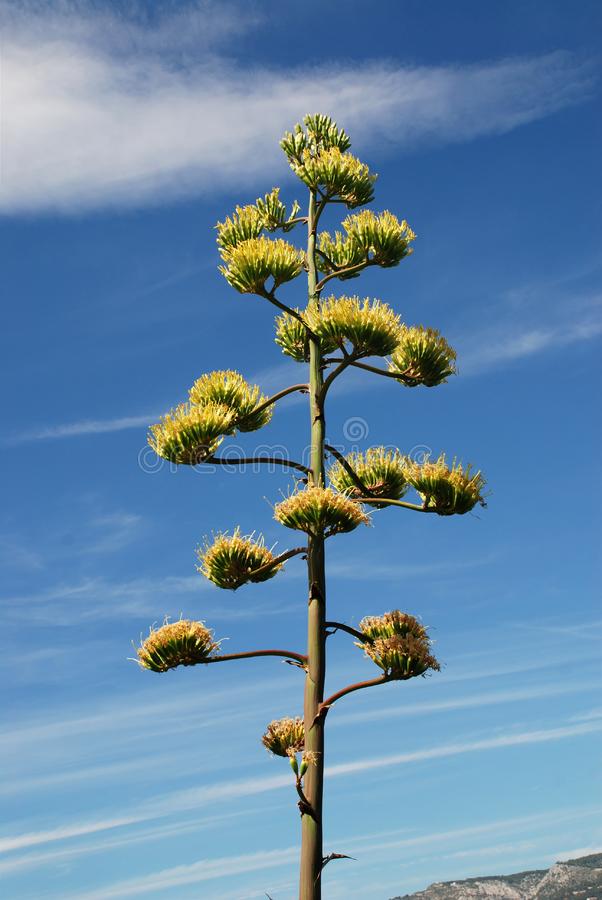 Agave en fleur 2.jpg