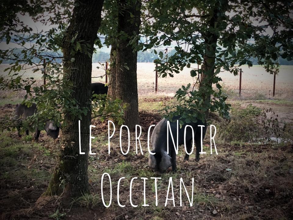porc_noir_occitan.jpg