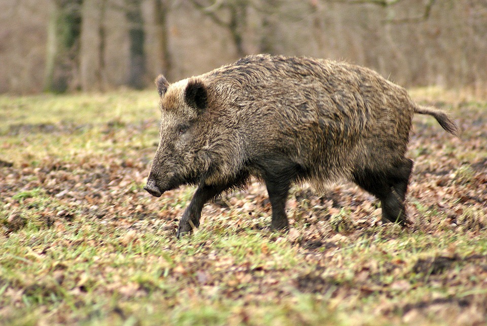 Association de chasse privée Les Chasseurs regroupés
