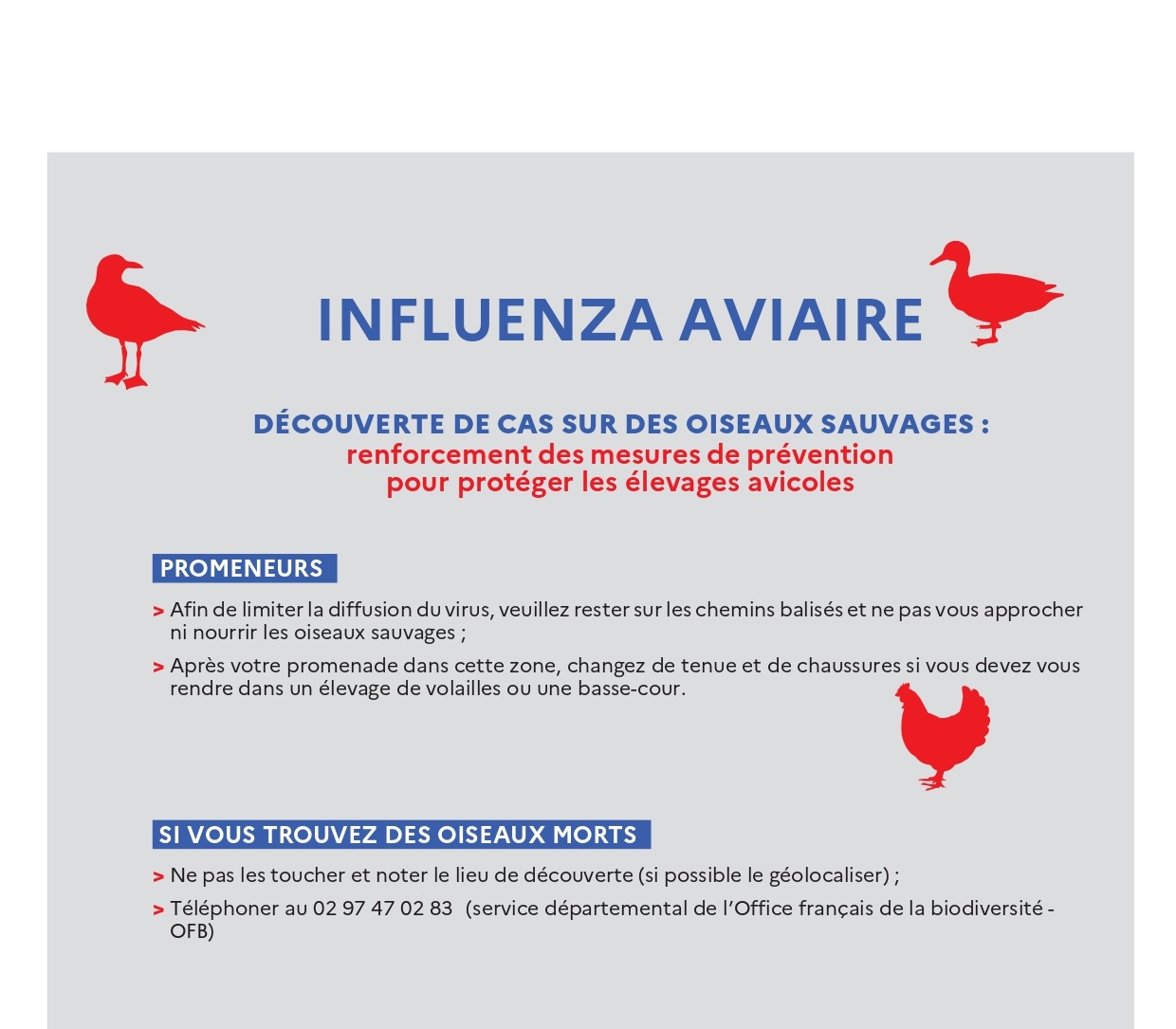 Influenza aviaire : promeneurs, ne vous approchez pas des oies sauvages 