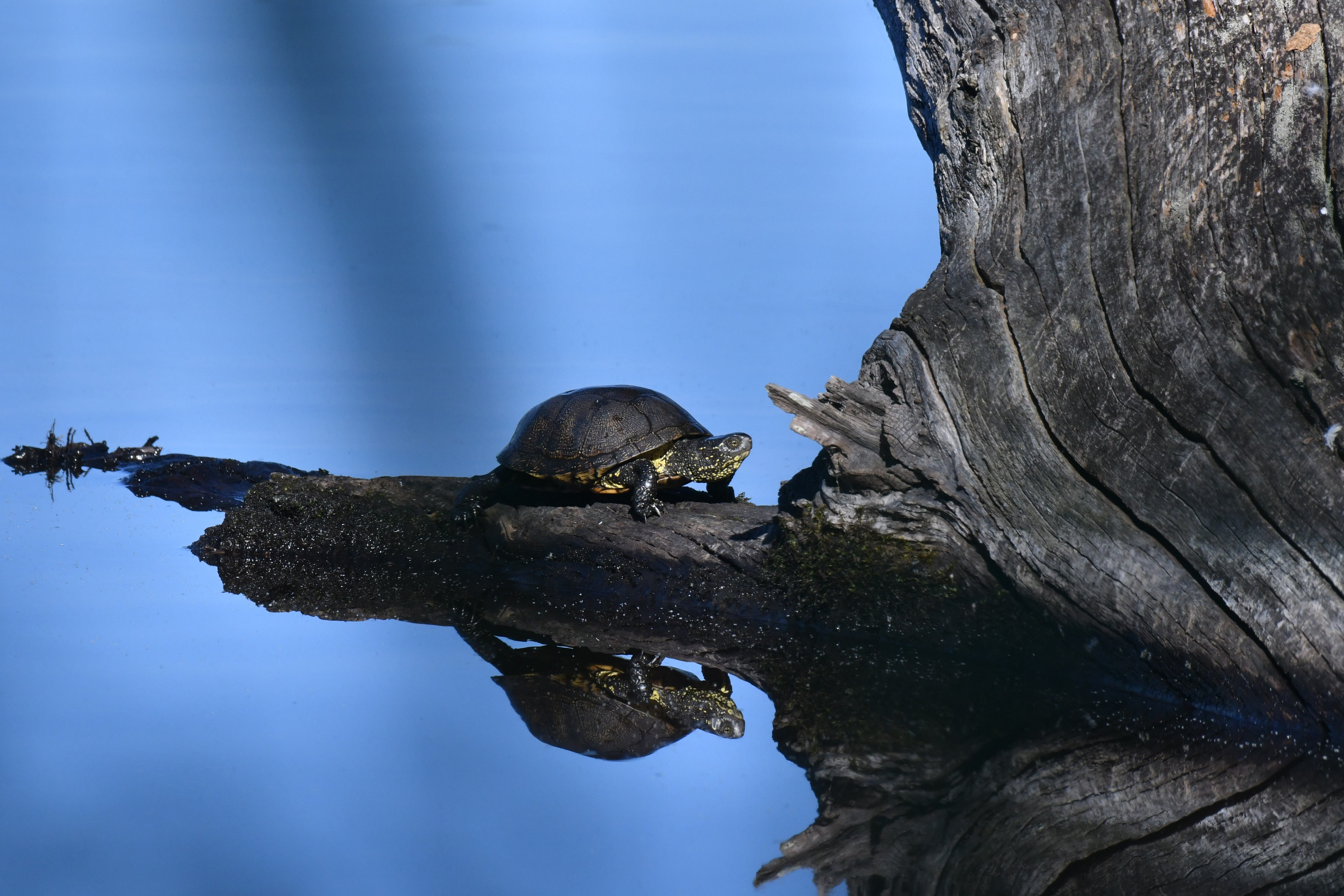 Bernard COUETTE - Tortue Cistude.jpg