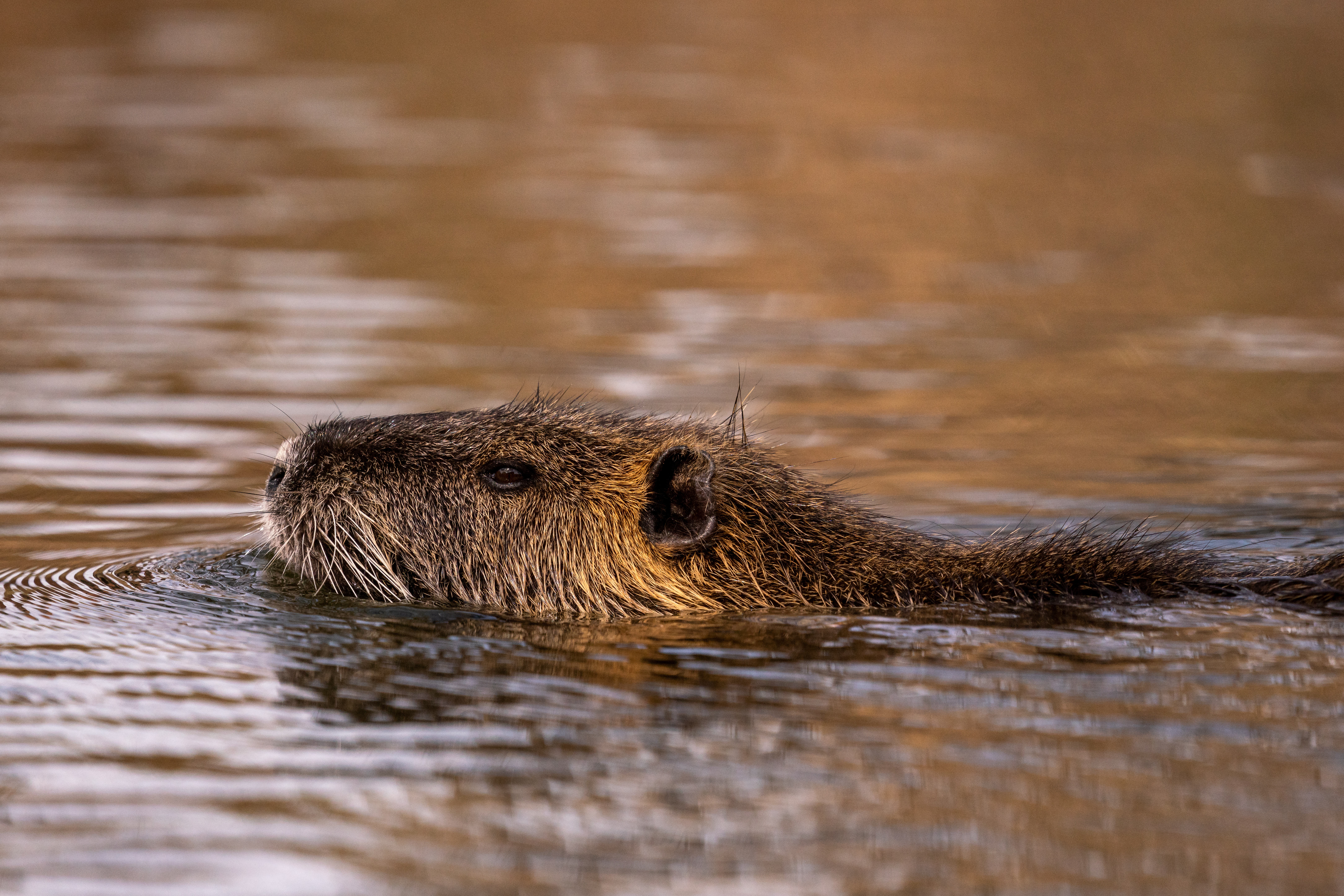 profile-shot-cute-furry-nutria-river.jpg