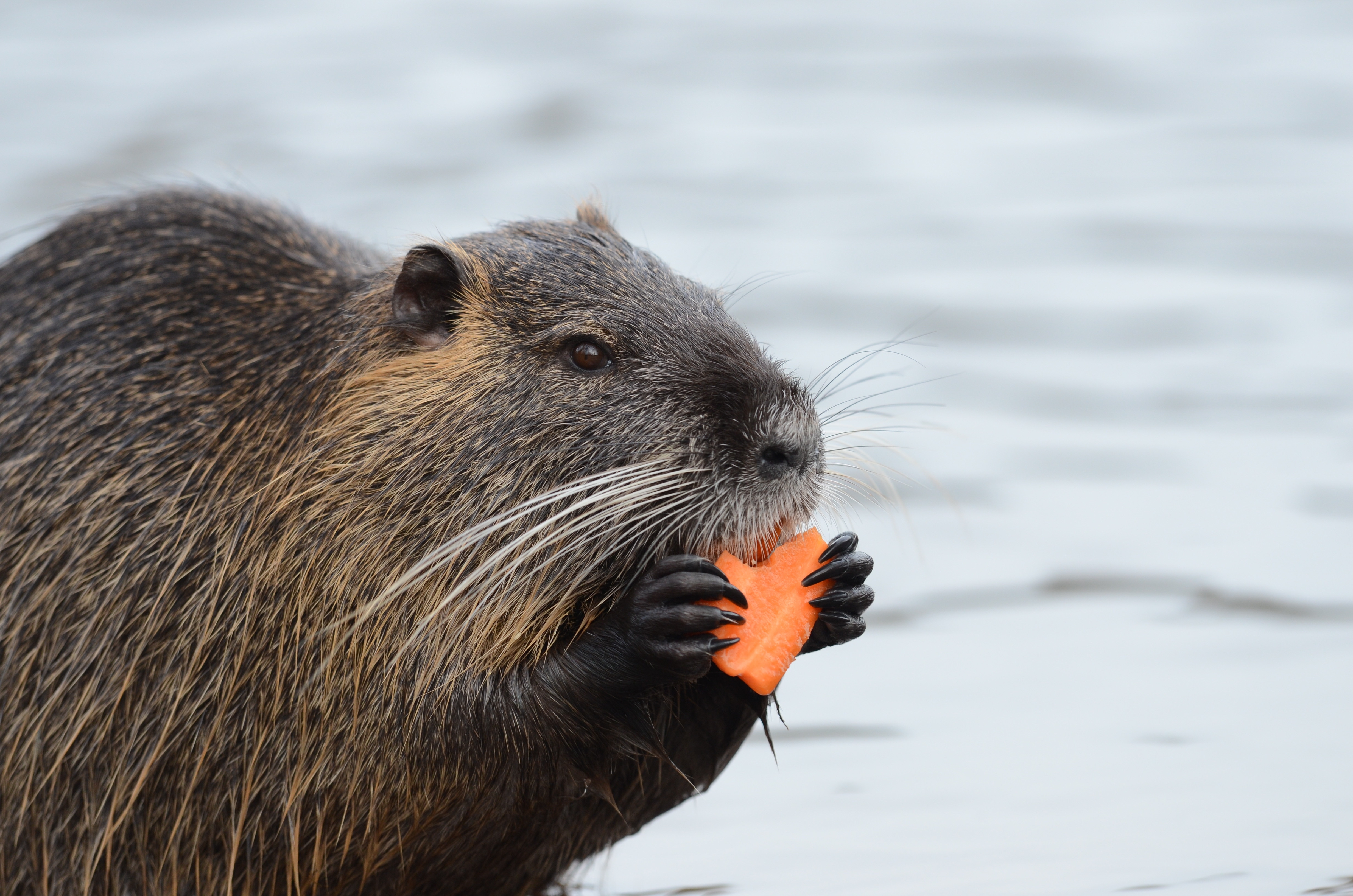 beaver-eating-carrot-while-standing-near-water.jpg