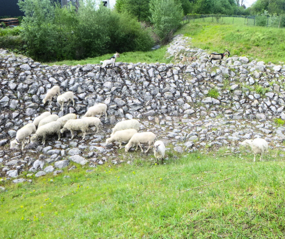 Eco-pâturage moutons et chèvres - Bassin de la Plaine Nivolas-Vermelle.png