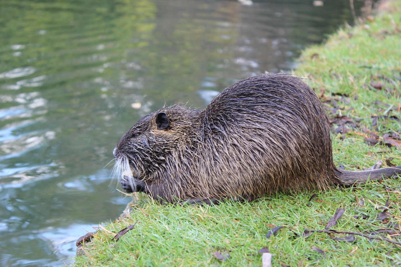 beaver-2860796_1280.jpg
