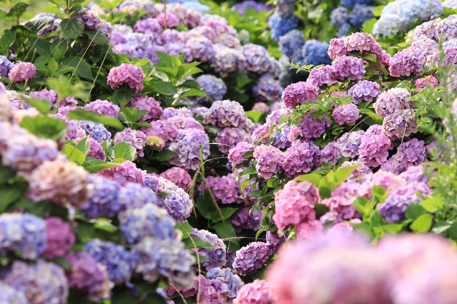 hydrangeas-7065907_1920.jpg