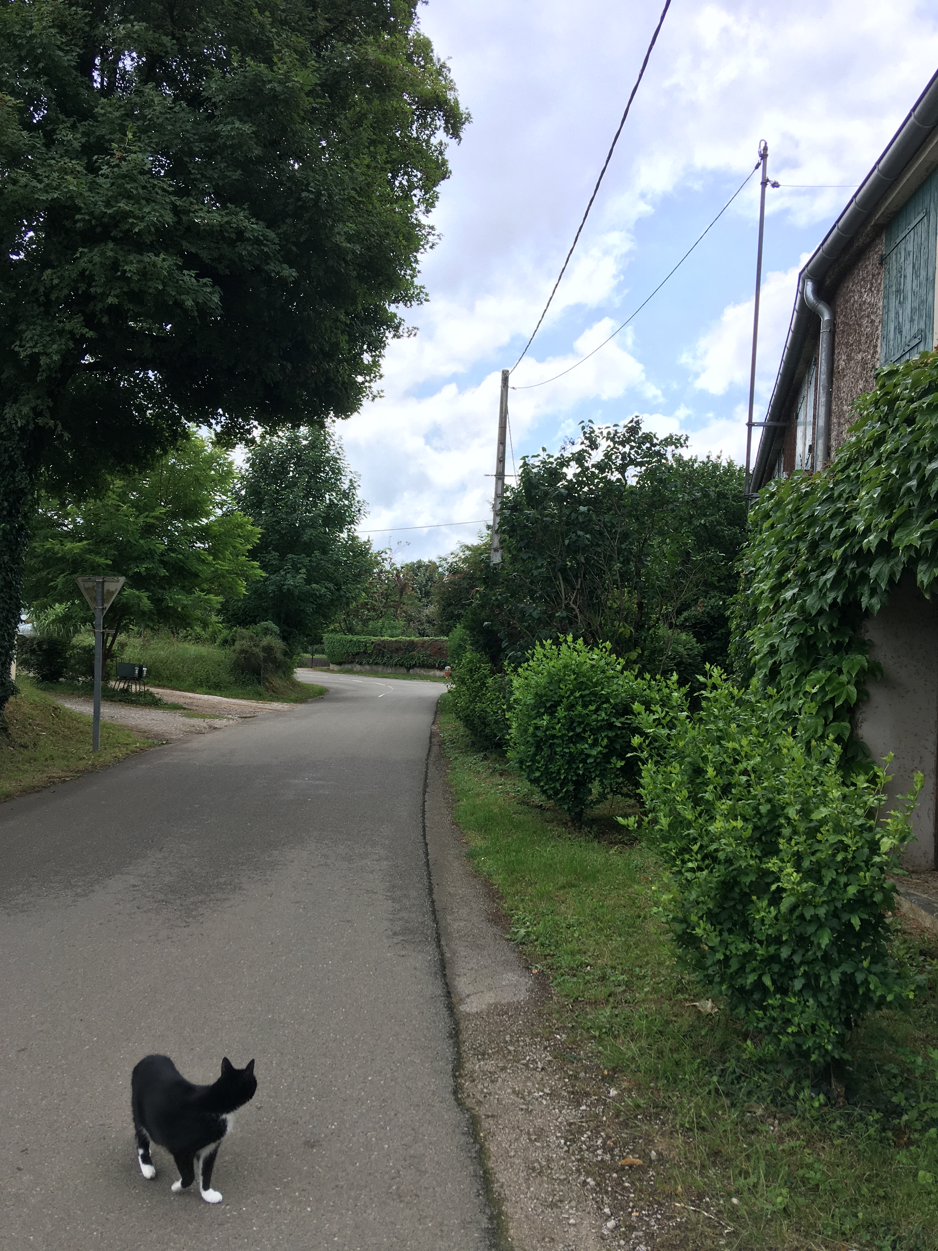 présence végétale rue de la colonie.jpg