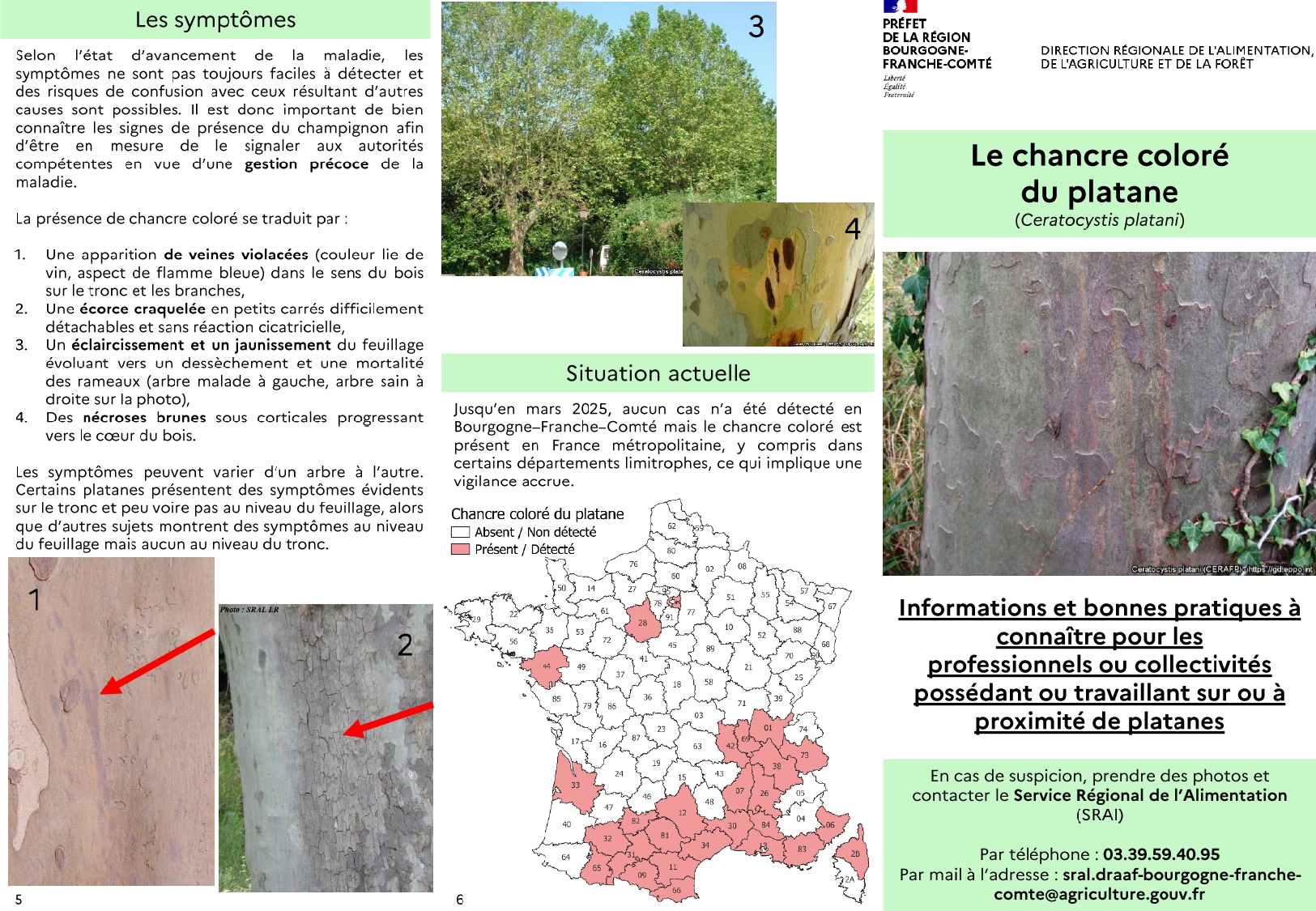 Chancre coloré du platane_page-0001.jpg