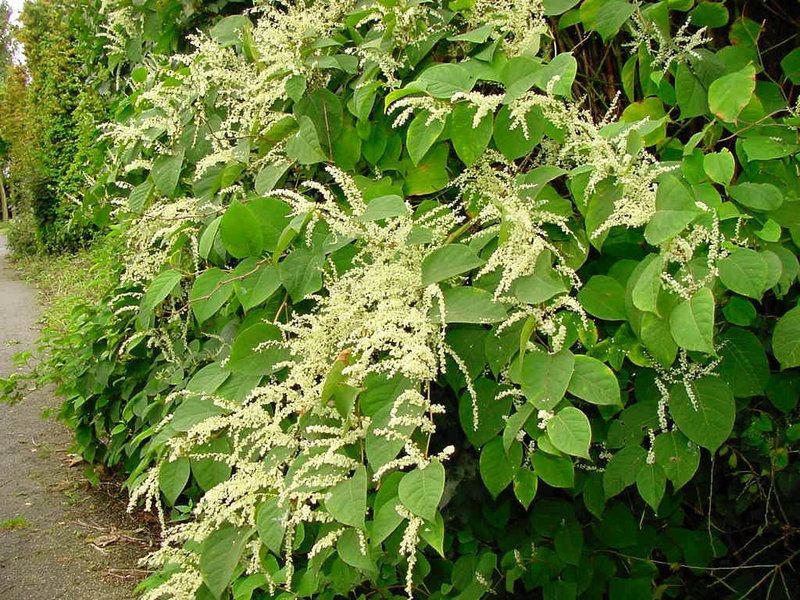 renouee en fleur.jpg