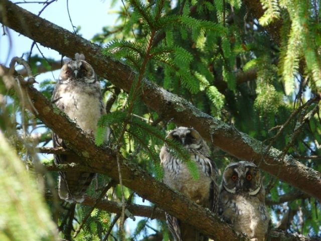 chouettes autre plan.jpg