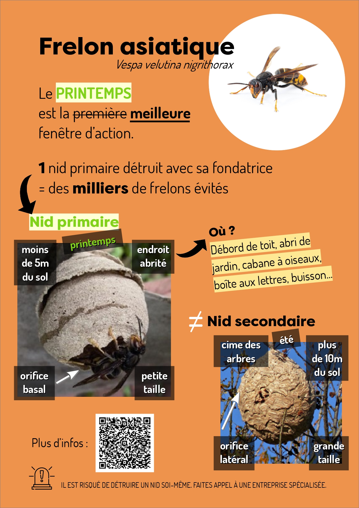 LUTTE PRECOCE CONTRE LE FRELON ASIATIQUE