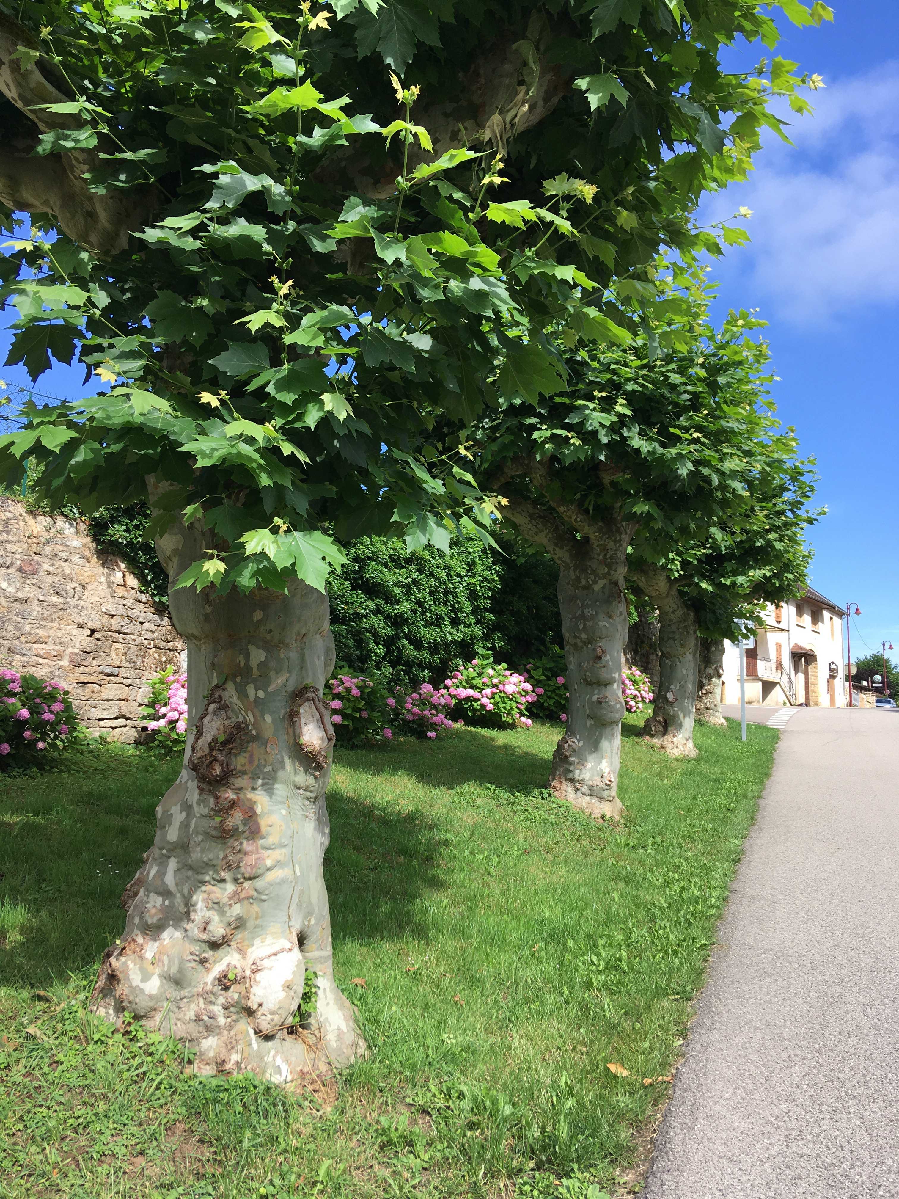 hortensias et platanes 2020.jpg