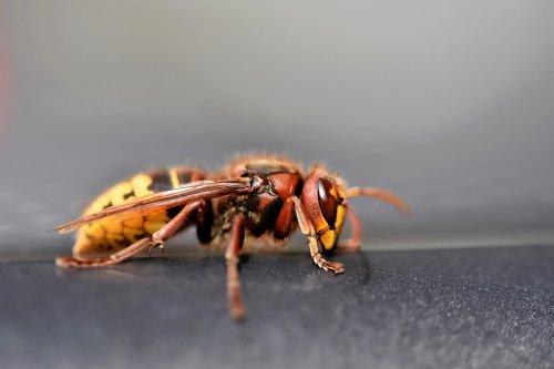 european-hornet-7439863_1280.jpg