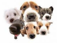 logo happy dog school.jpg