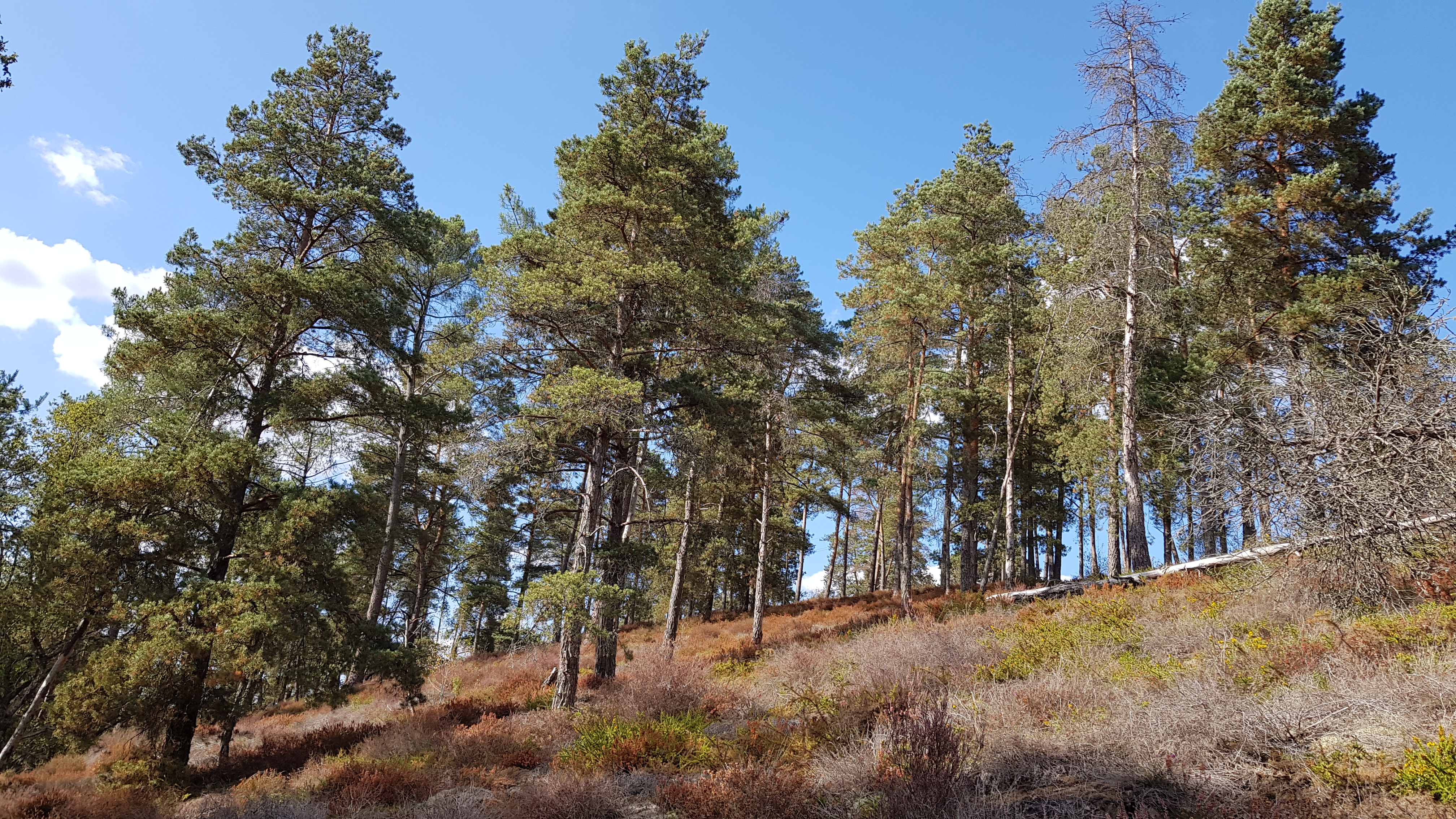 Châteauponsac bruyères