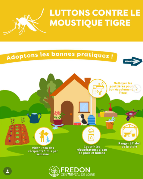 moustique tigre.png