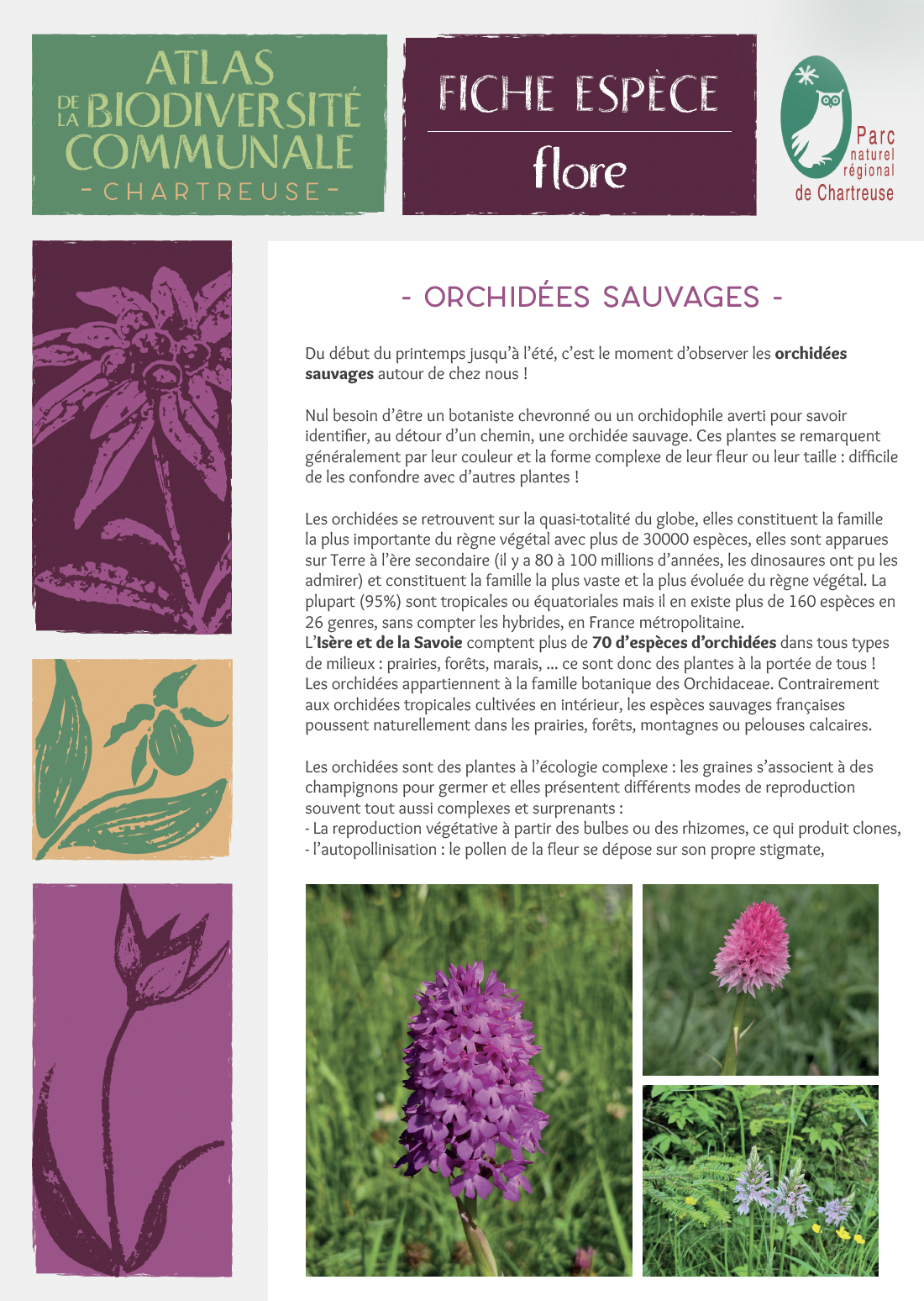 orchidées1.png
