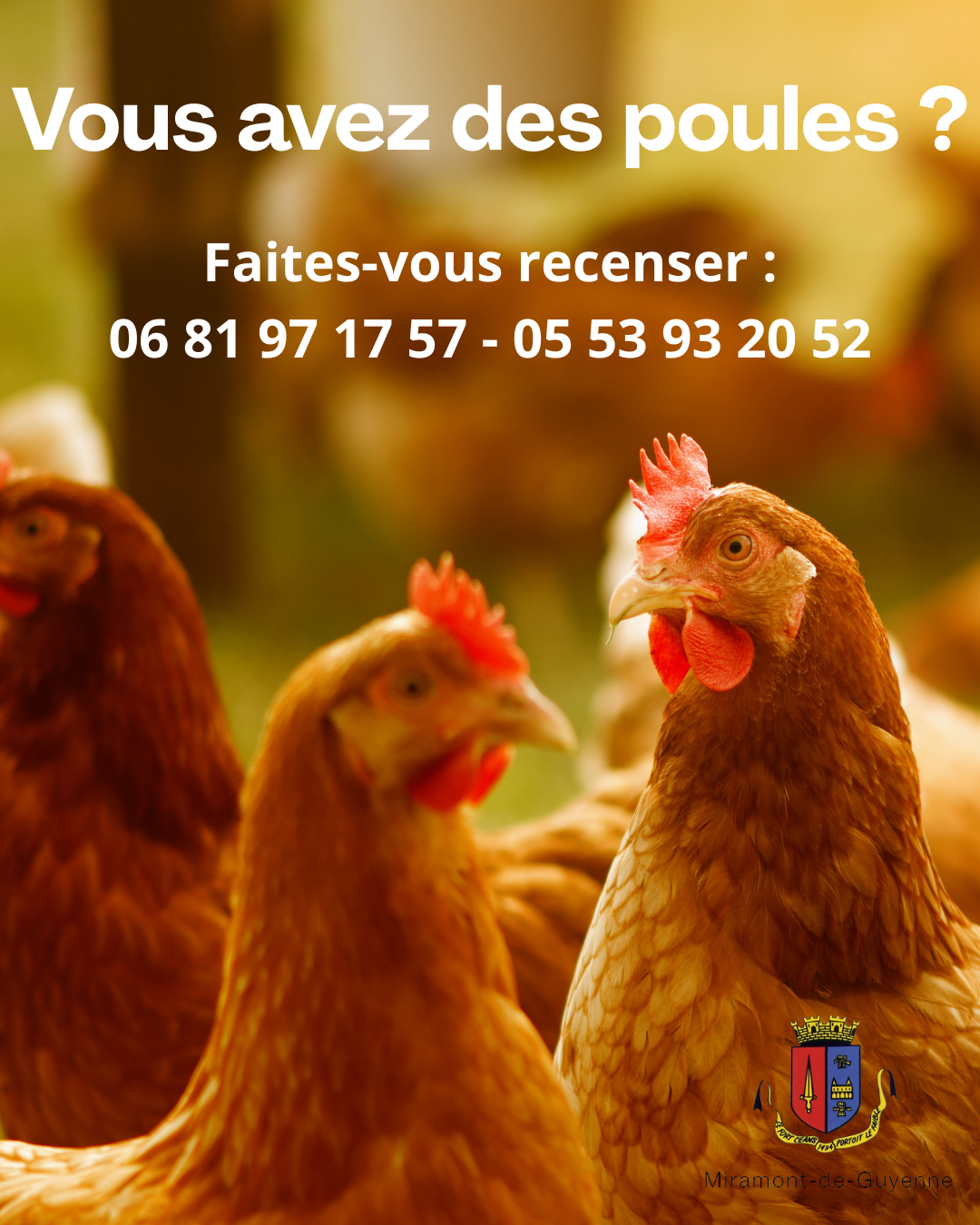 declaration-poules.png