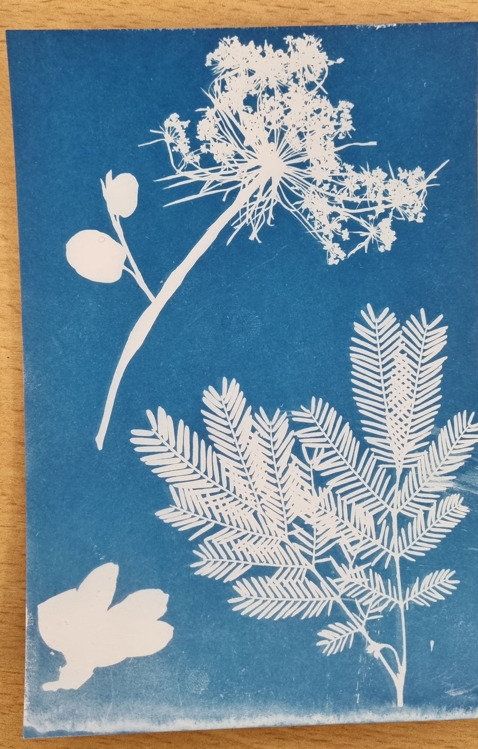 Atelier cyanotype 6.jpg