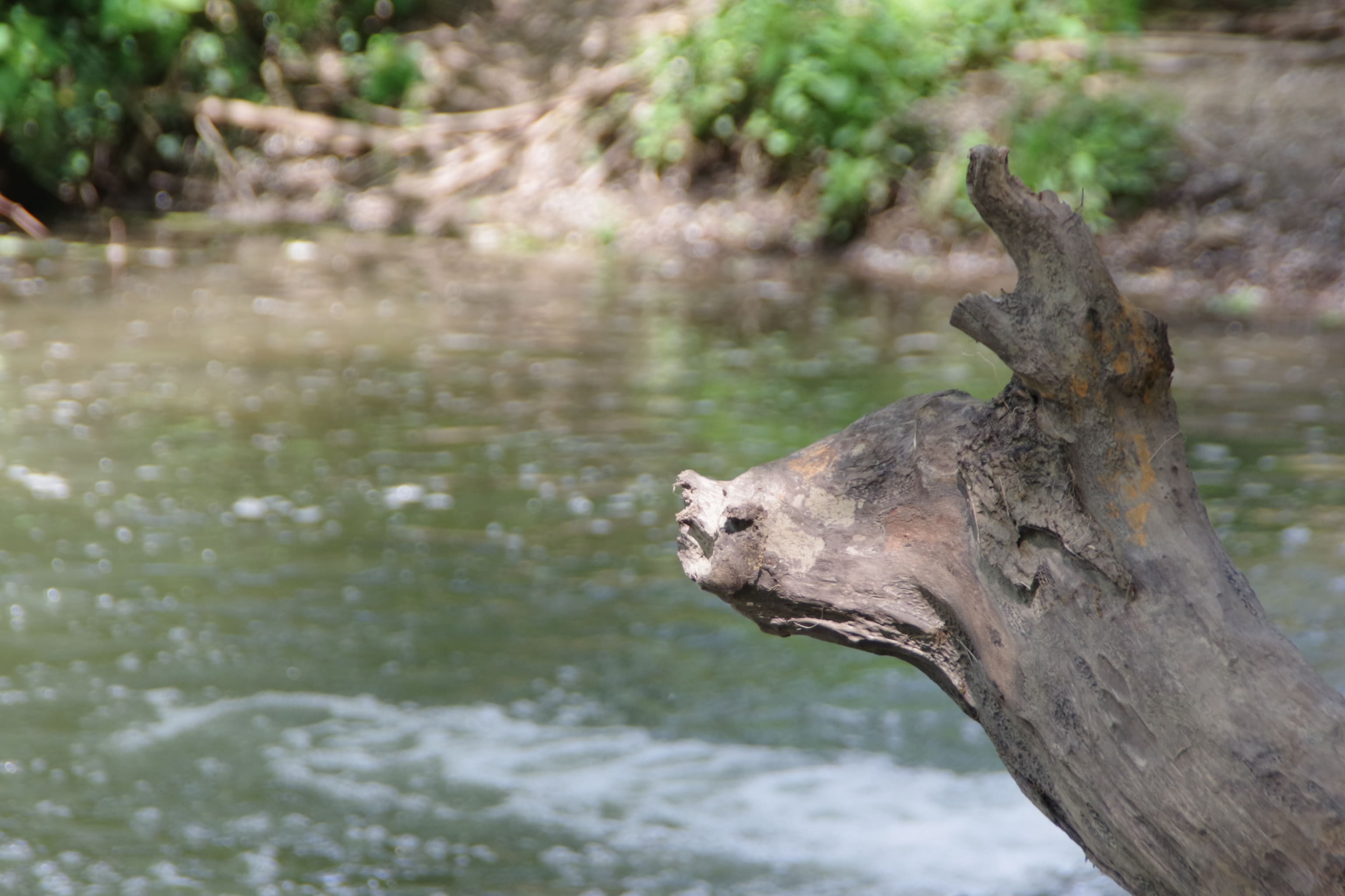 Bois de cerf - Yohan SUC.jpg