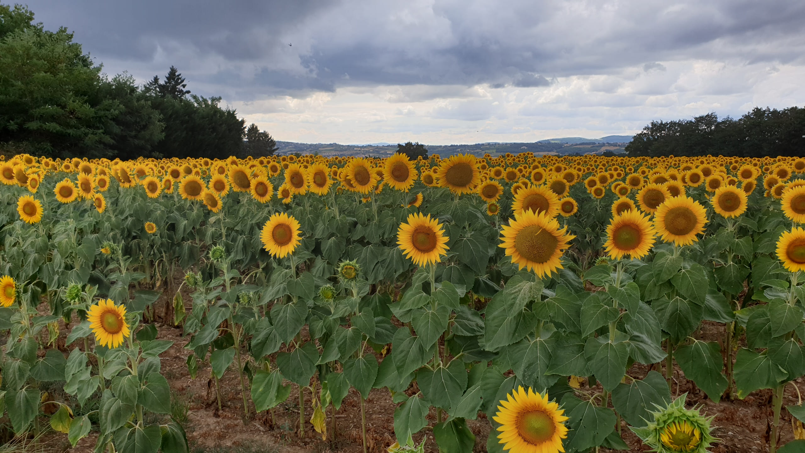 2020-08-02 16.44.35.jpg