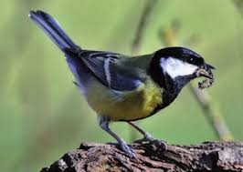 mésange et chenille.jpg