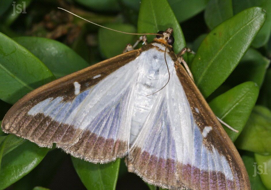 le-papillon-de-la-pyrale-de-buis-photo-dr-1470850503.jpg