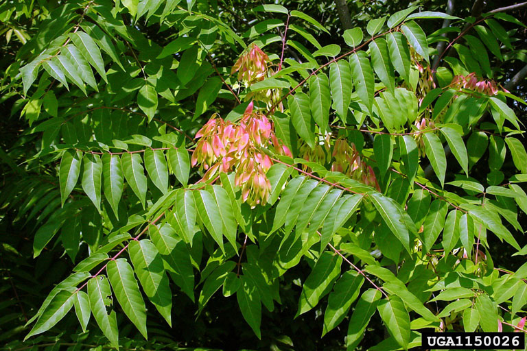 invasive_plants_factsheet_ailanthus_altissima_fig-e_1612899407530_fra.jpg
